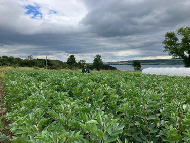 Looking in between two rows of beans 