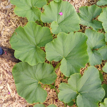 Big green leaves of a squash plant seen from above