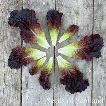 Hyper Red Rumpled Waved lettuce leaves laid out in a circle on a wooden board.