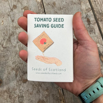 Tomato Seed Saving Guide