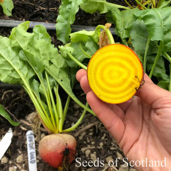 Hand holding Touchstone Gold beetroot cut in half