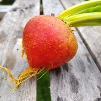 Close up of orange beetroot on a wooden table