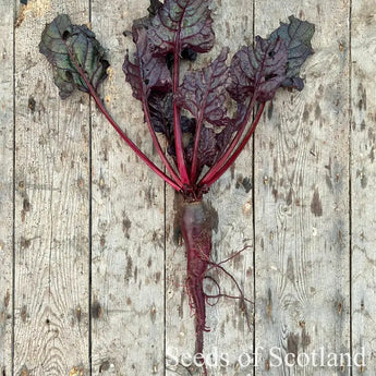 Beetroot - Dobbies Purple *New 2024/25* Seeds