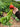 Hand holding Touchstone Gold beetroot with leaves on