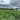 Black Isle Broad Beans growing in the field with person standing in the crop for scale