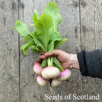 Hand holding a bunch of Atlantic Salad Turnips. 