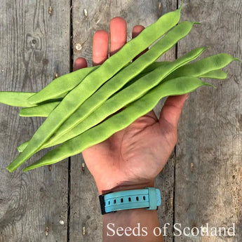 Flat hand holding Northeaster French beans over a wooden table 