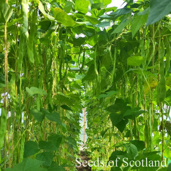 Looking between two rows of Northeaster climbing French beans 