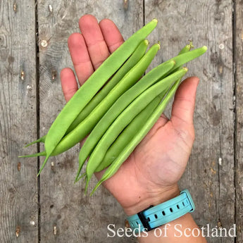 Dwarf French Bean - King Of The Early Seeds