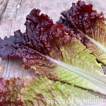 Hyper Red Rumpled Waved lettuce close up of leaf texture