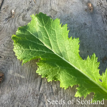 Close up of a Green In Snow salad leaf on a wooden table