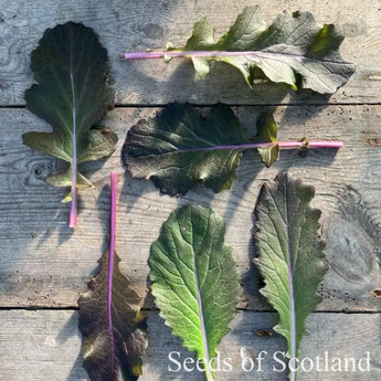 Young Vibrant Ultraviolet Mustard Green leaves arranged on a wooden table.