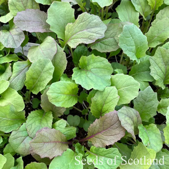 Tray of Vibrant Ultraviolet Mustard Green seedlings seen from above