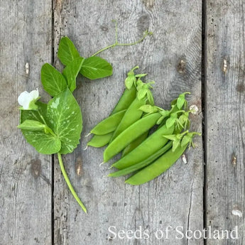 Norrlands Express and pea shoot on a wooden board