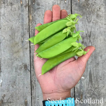 Flat hand holding Norrlands Express Peas