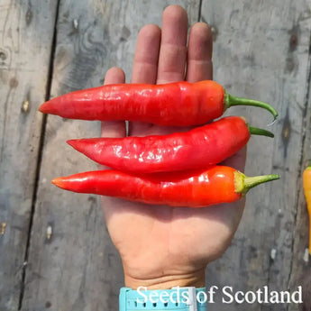 Three large red Aji de Colorado Alpino chillies held in an open hand