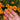 Hand holding a signet marigold flower on the plant 