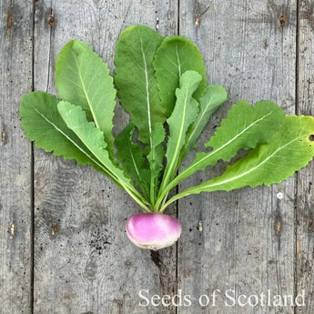 One Atlantic Salad Turnip on a wooden table. 