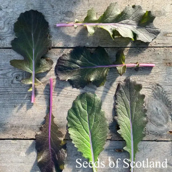 Young Vibrant Ultraviolet Mustard Green leaves arranged on a wooden table.